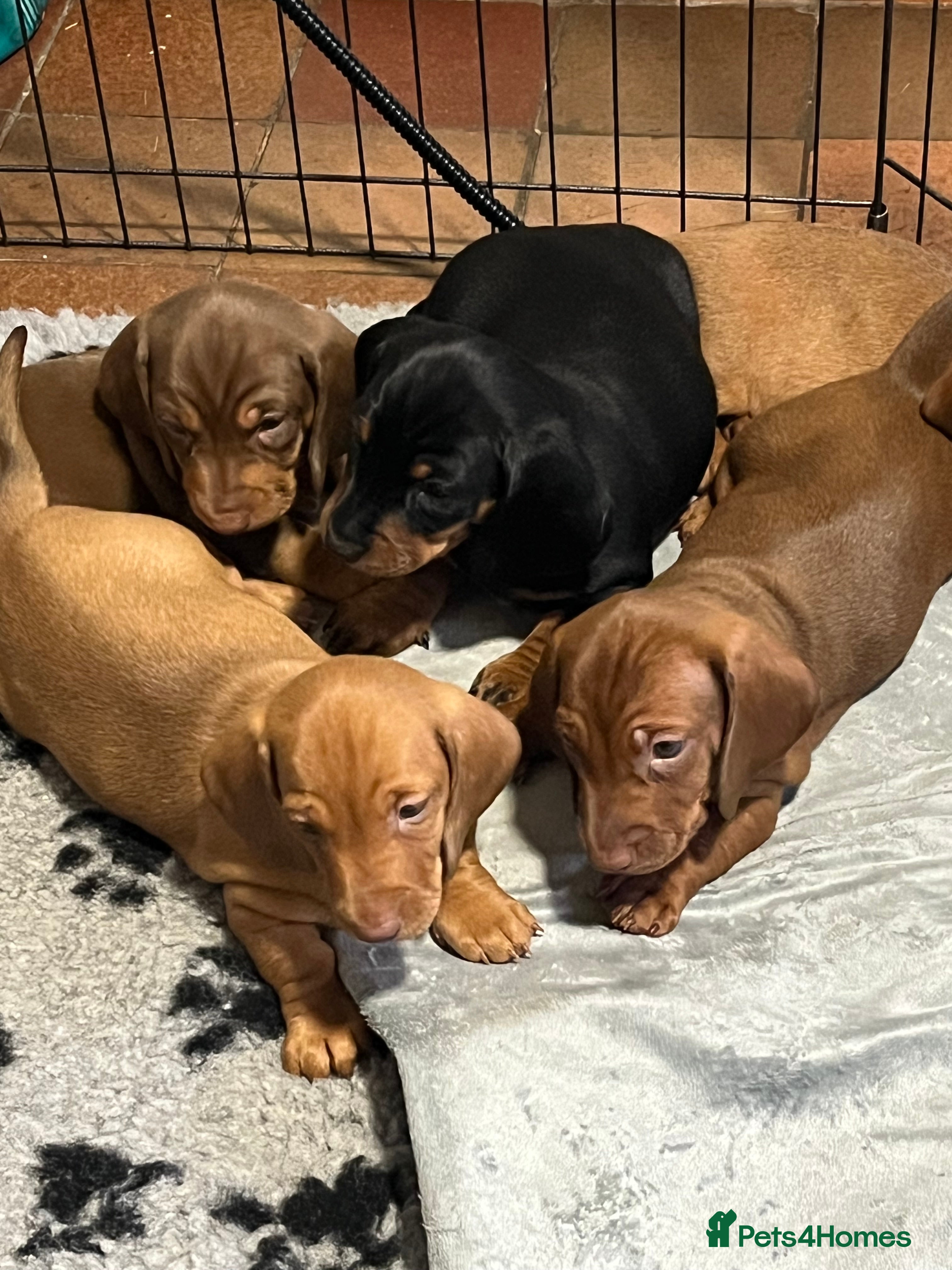 Dachshund dogs Lovely standard dachshund pups  - Advert 6
