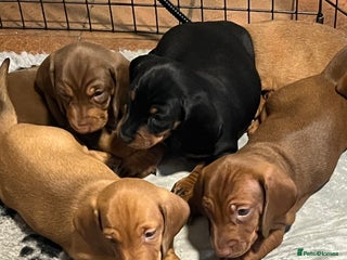 Dachshund dogs Lovely standard dachshund pups - Advert 6