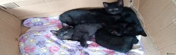 Mixed Breed cats for sale: 5 black kittens 1 with 4 white feet - Advert 3