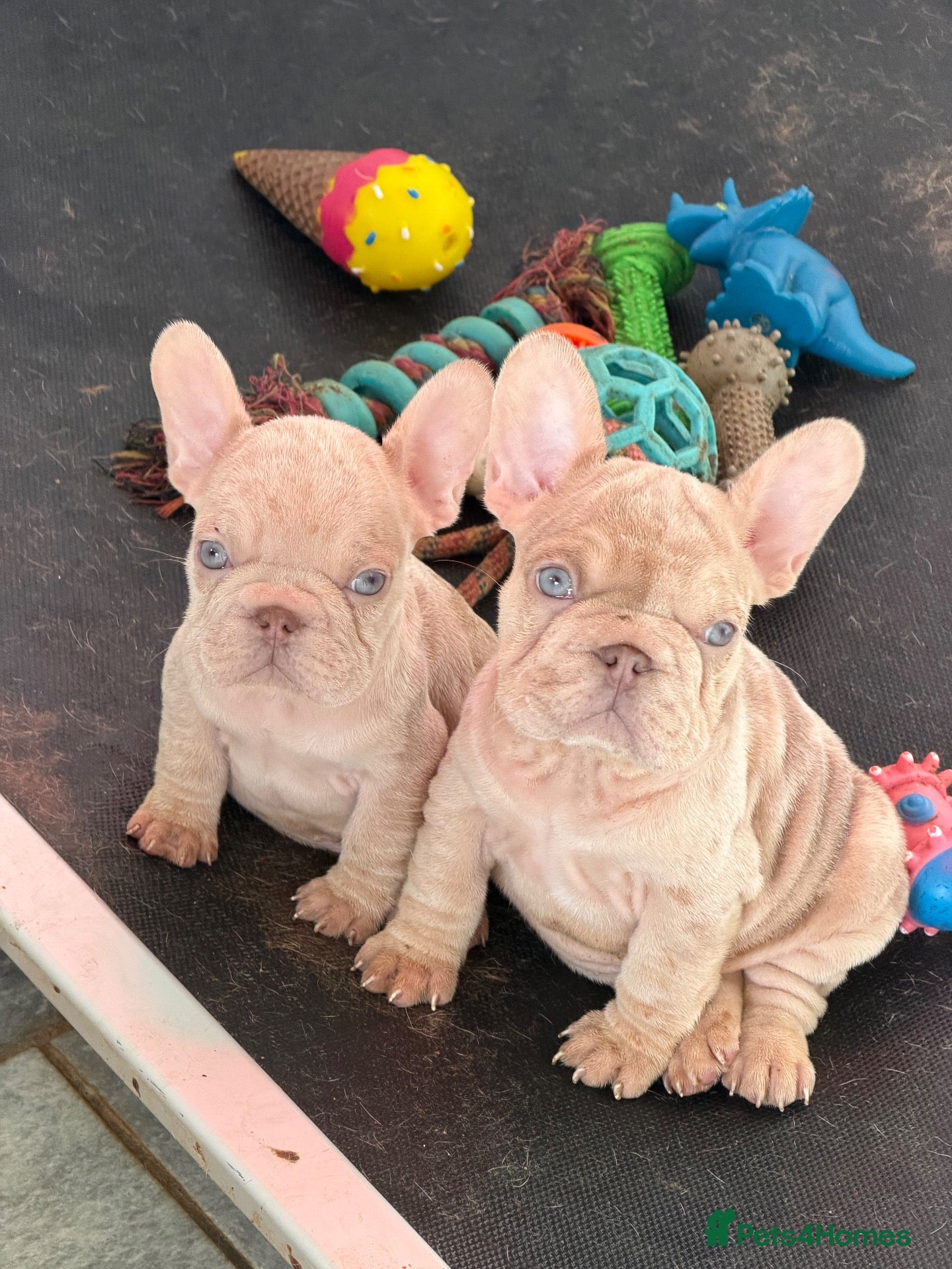 French Bulldog dogs for sale: New Shades Puppies/ DNA 🧬 Tested Parents  - Advert 1