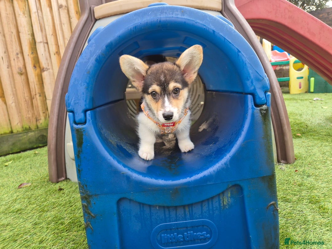 Welsh Corgi Pembroke dogs for sale: Kc reg Serbian lined female - Advert 2