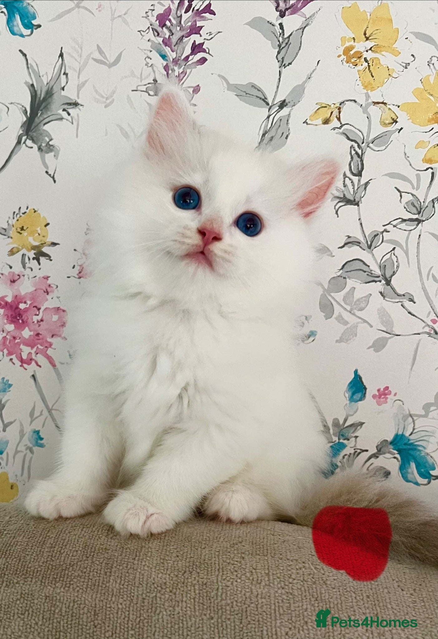 Ragdoll cats Family raised GCCF ragdoll kittens  - Advert 2