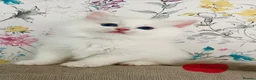 Ragdoll cats for sale: Family raised GCCF ragdoll kittens  - Advert 4
