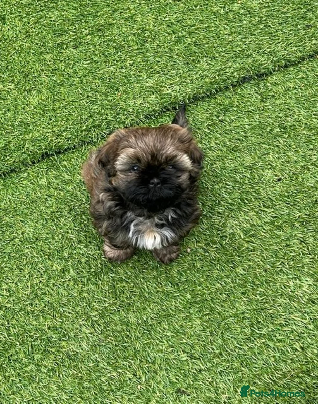 Shih Tzu dogs for sale: Shih Tzu puppies - Advert 4