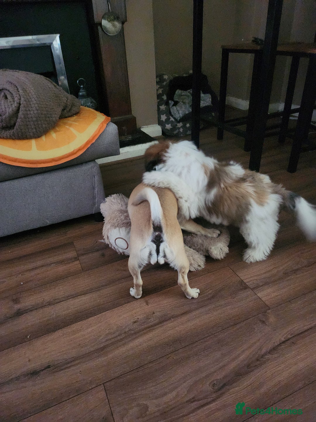 Shih Tzu dogs for sale: Shitzu for sale.3 months old. - Image 3