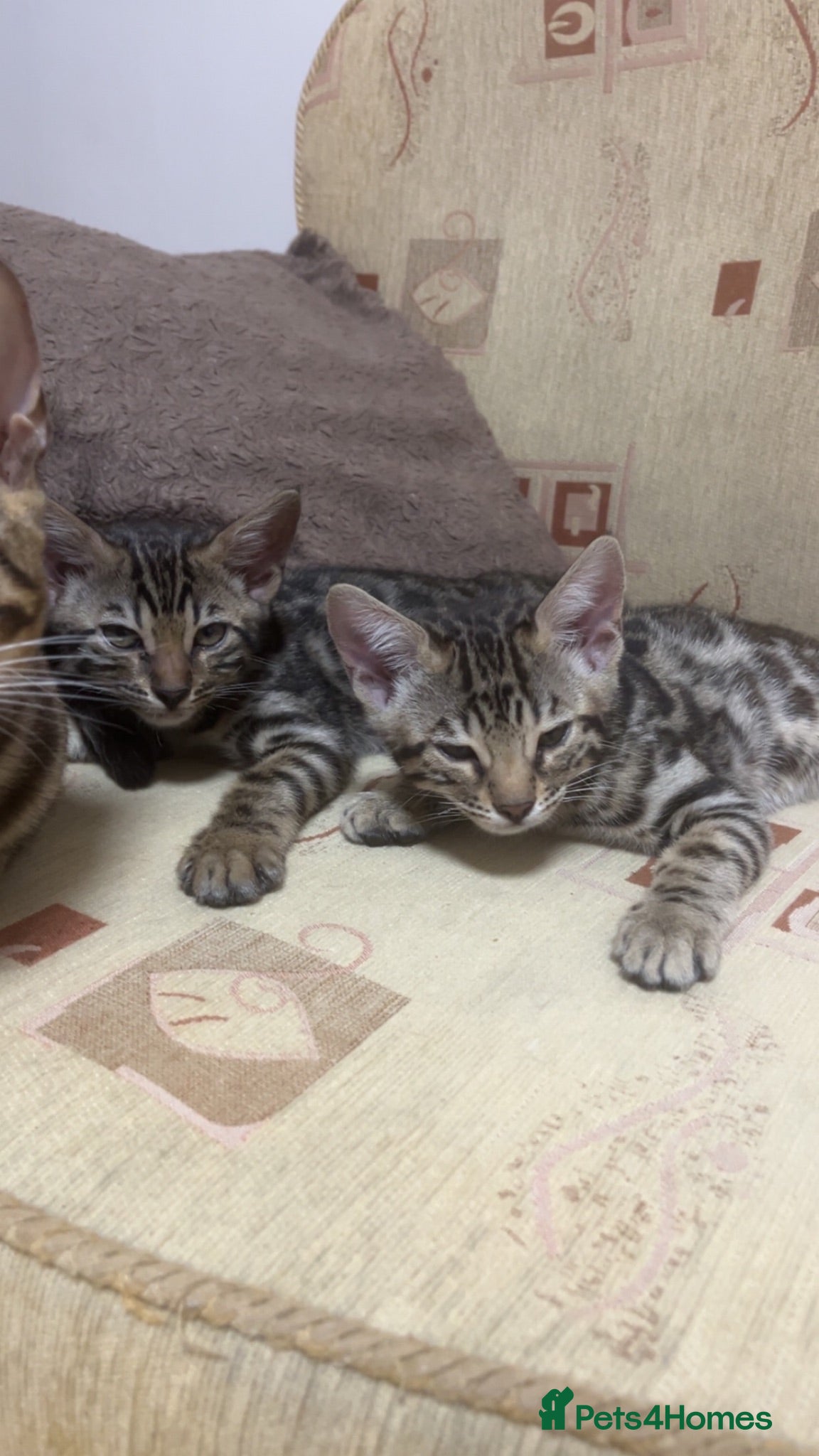 Bengal cats 😻MagicalBengal’s 1 girl left naw  ! 🐆 - Advert 2