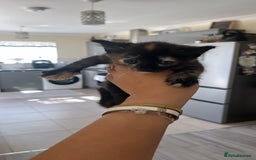 Mixed Breed cats for sale: Beautiful Boy Left 🩵 - Image 11