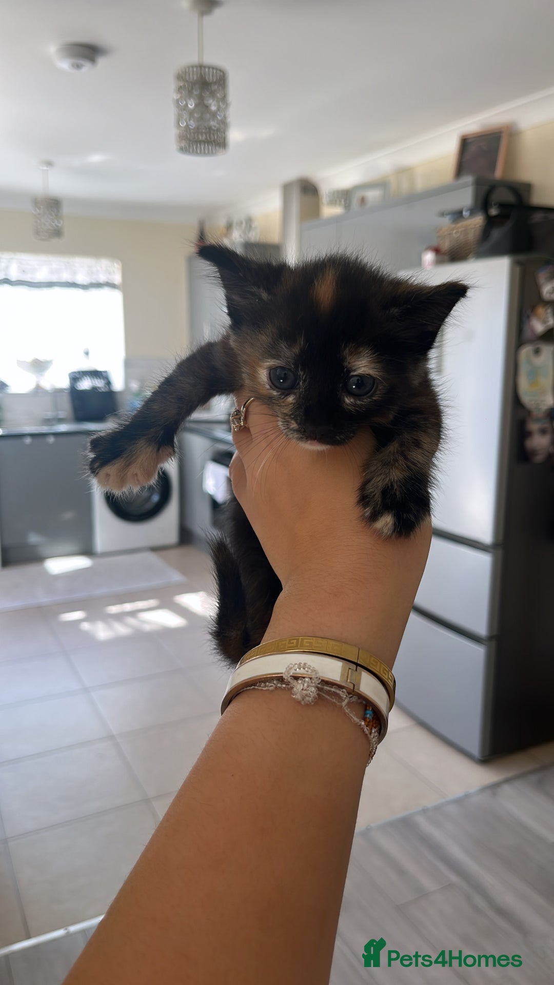 Mixed Breed cats for sale: Beautiful Boy Left 🩵 - Image 11