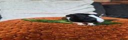 Guinea Pig rodents for sale: Baby guinea pigs - Advert 10