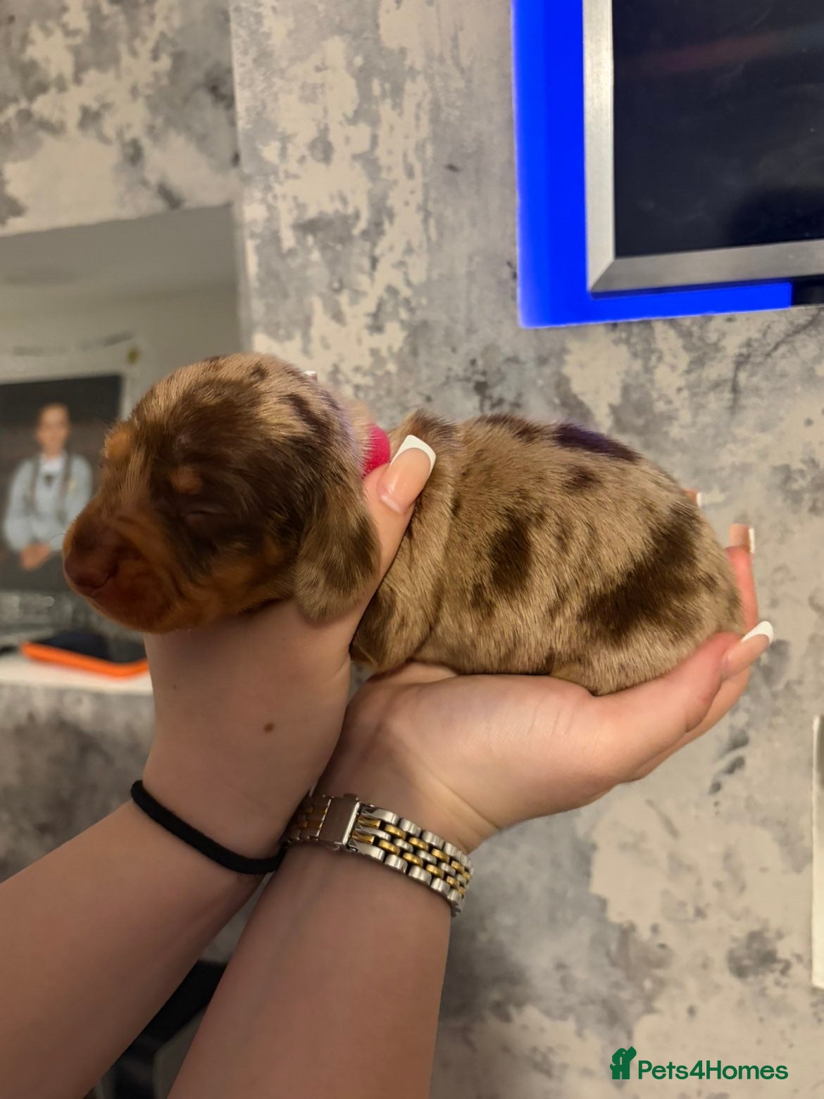 Dachshund dogs Beautiful dachshunds!  - Advert 5