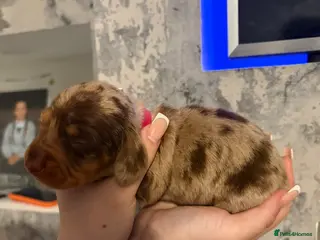 Dachshund dogs Beautiful dachshunds! - Advert 5