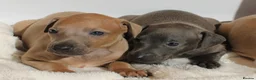Italian Greyhound dogs for sale: KC Reg Italian Greyhounds - Advert 7