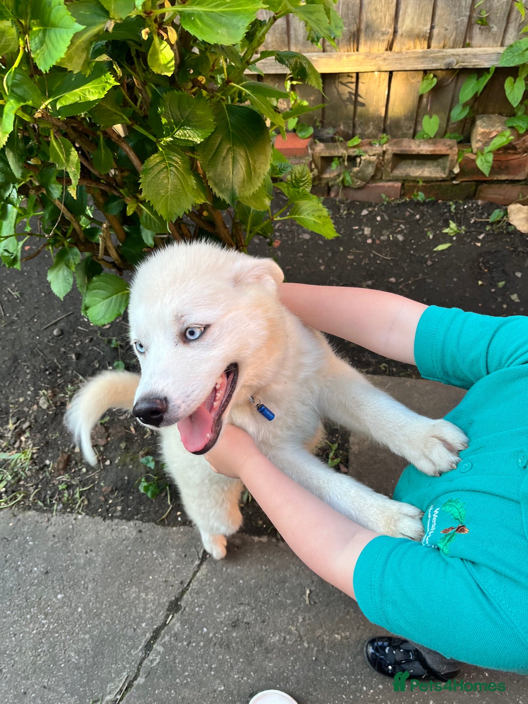 Pomsky dogs for sale: Open to offers. White Pomsky with blue eyes - Image 3