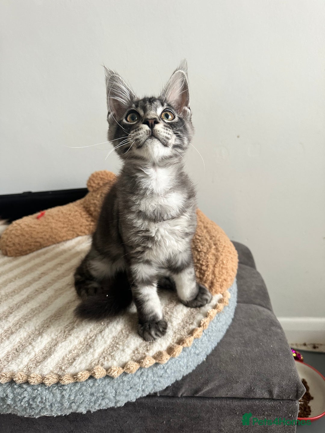 Maine Coon cats for sale: Pedigree maine coon kittens ready now - Image 2