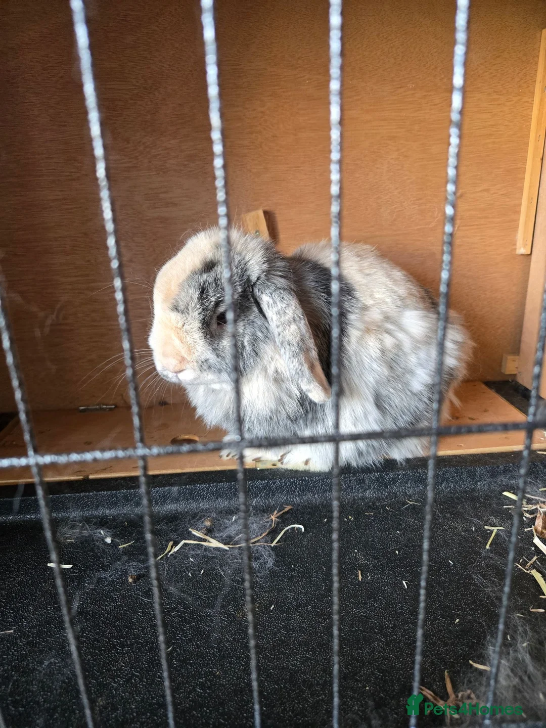 Dwarf Lop rabbits for sale: Brothers  in Orpington - Advert 2