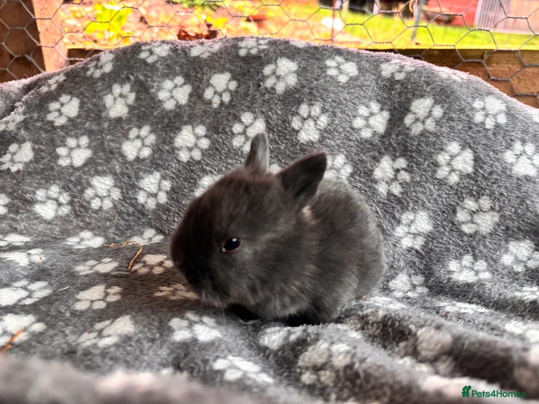 Mixed Breed rabbits for sale: 5 beautiful Rex x mini lops  in Haywards Heath - Advert 7