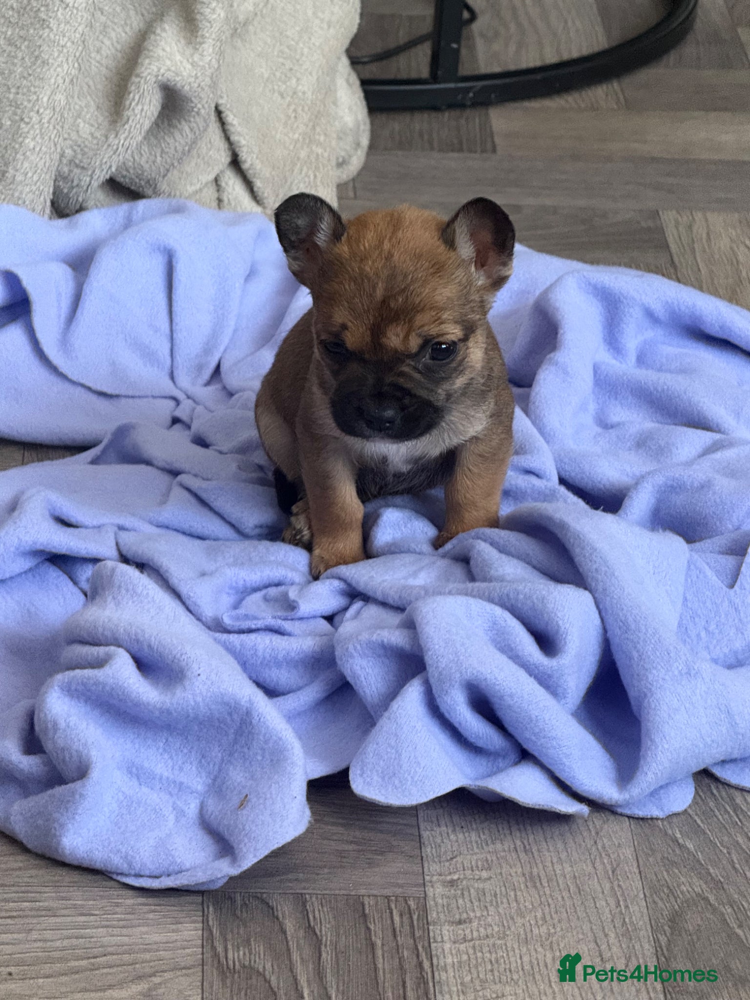 Mixed Breed dogs Gorgeous Frenchie x chihuahua girl - Advert 12