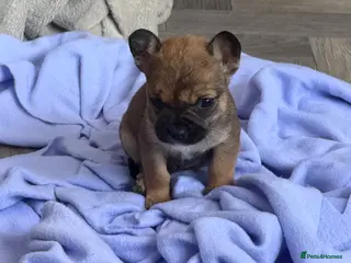 Mixed Breed dogs Gorgeous Frenchie x chihuahua girl - Advert 12