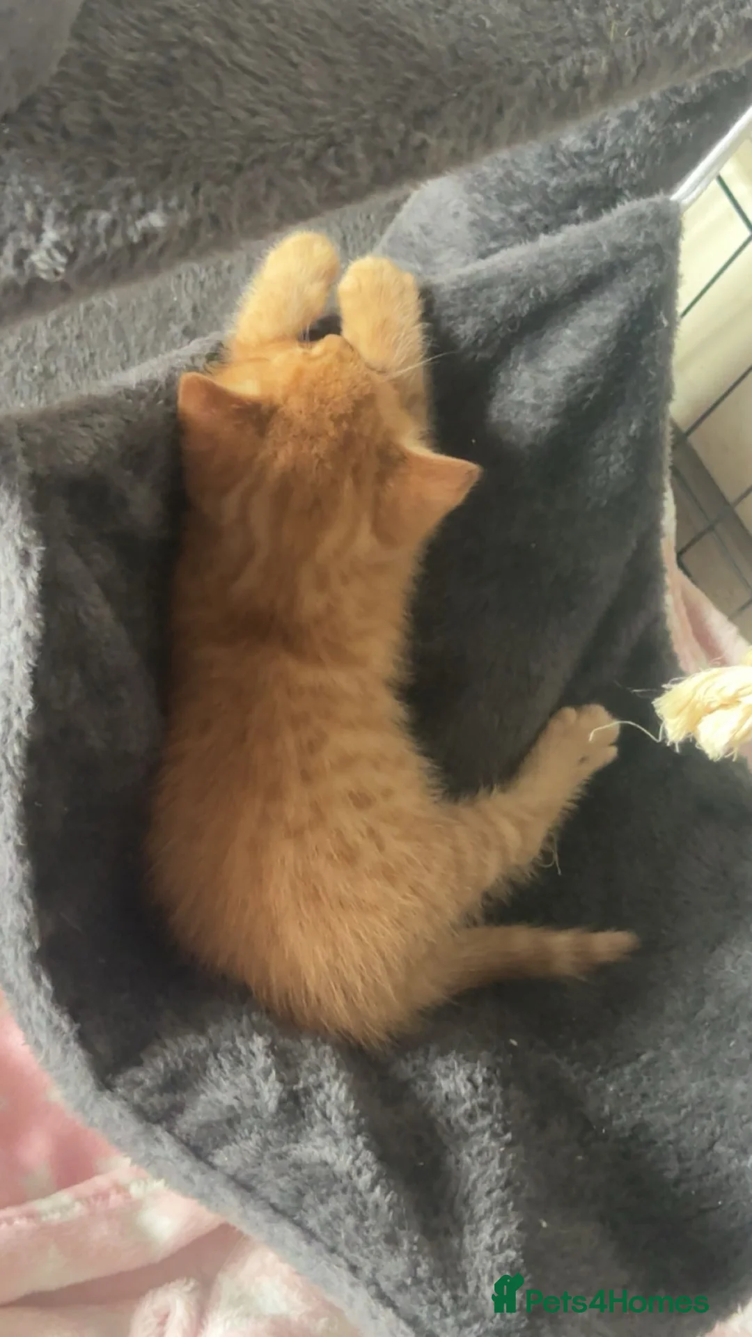 Mixed Breed cats for sale: Gorgeous little ginger boy - Advert 4