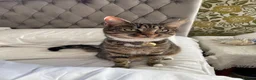 Domestic Shorthair cats for sale: Loving calm Tabby cat - Advert 9