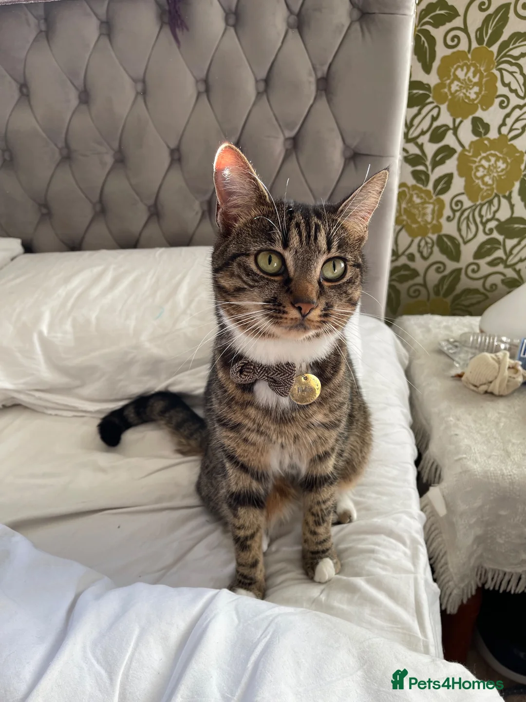 Domestic Shorthair cats for sale: Loving calm Tabby cat - Advert 9