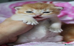 British Shorthair cats for sale: ⭐️Golden and Blue Golden Chinchilla kittens⭐️ - Image 4