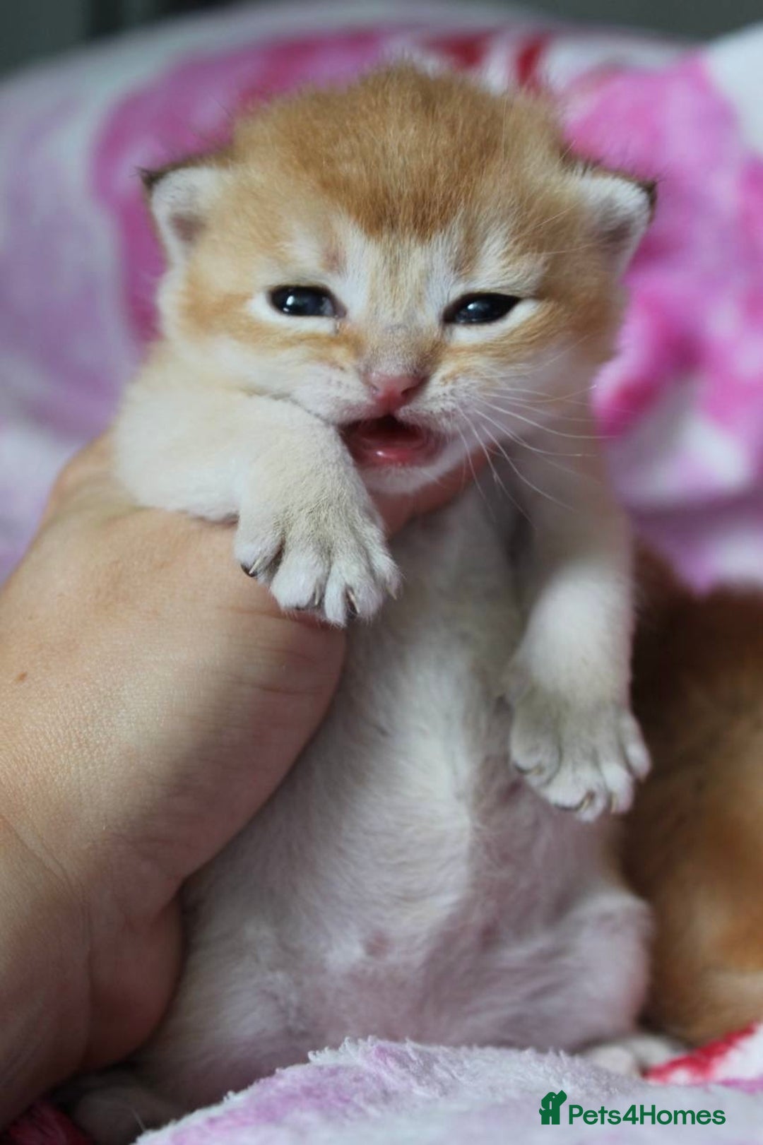 British Shorthair cats for sale: ⭐️Golden and Blue Golden Chinchilla kittens⭐️ - Image 4