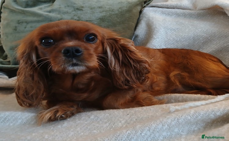 Cavalier King Charles Spaniel dogs Female Cavalier King Charles 3yrs 1 month  - Advert 2