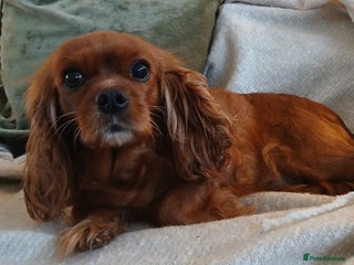 Cavalier King Charles Spaniel dogs Female Cavalier King Charles 3yrs 1 month - Advert 5