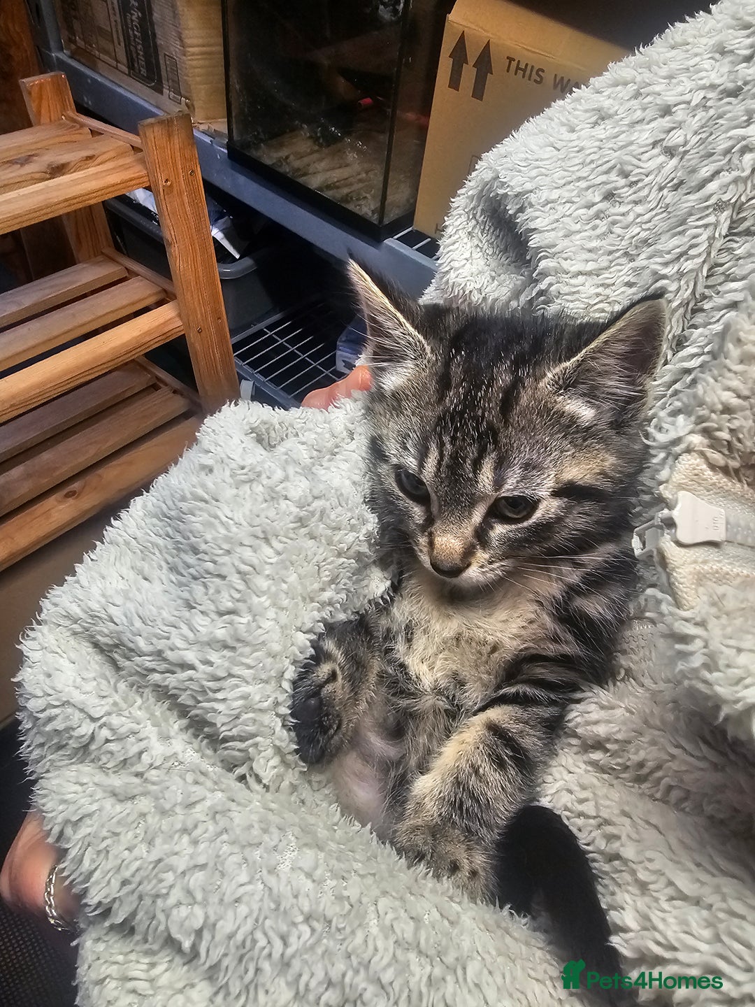 Mixed Breed cats for sale: 4 Gorgeous Bombay-Heritage Kittens- Litter Trained - Advert 33