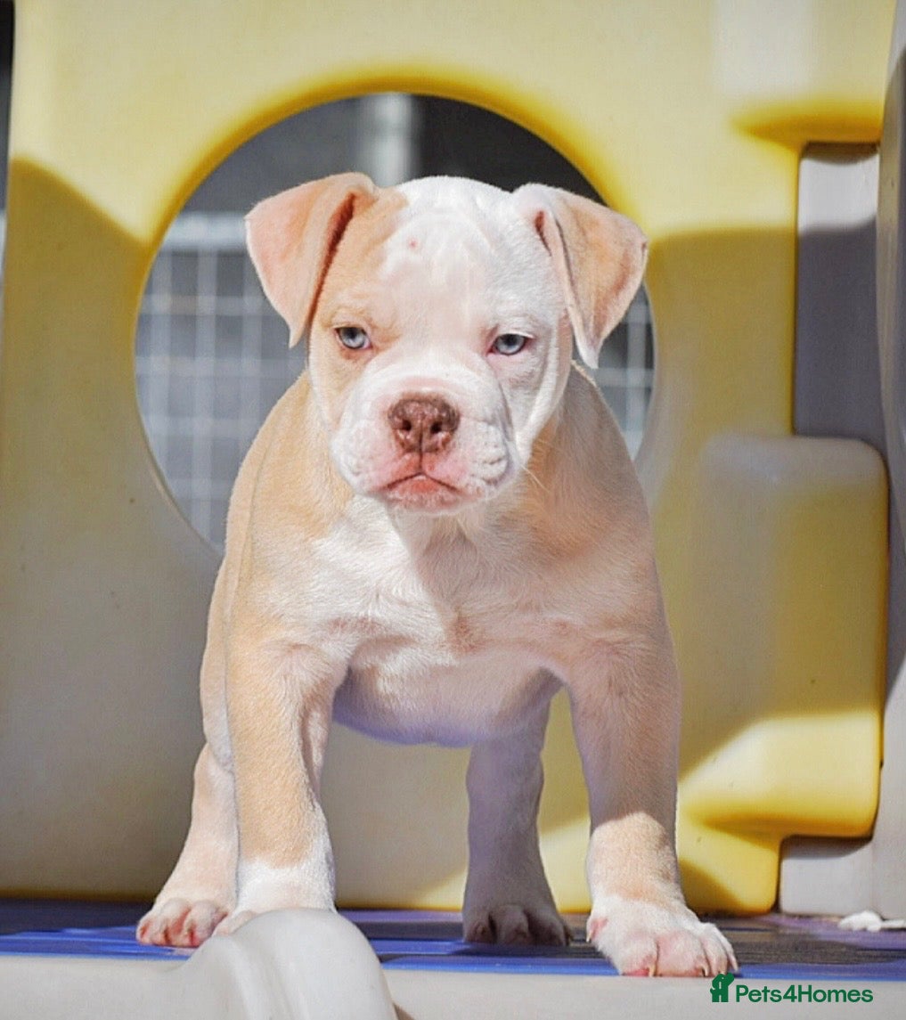 Old Tyme Bulldog dogs Trusted breeder of 24 years  - Advert 2