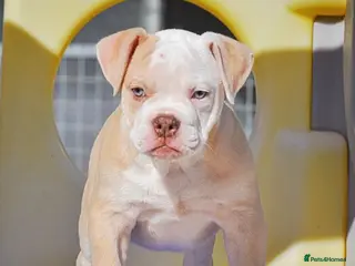 Old Tyme Bulldog dogs Trusted breeder of 24 years - Advert 9