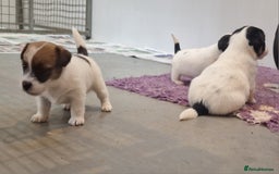 Jack Russell dogs for sale: KC Reg Jack Russell Pups,Parents DNA health tested - Image 13