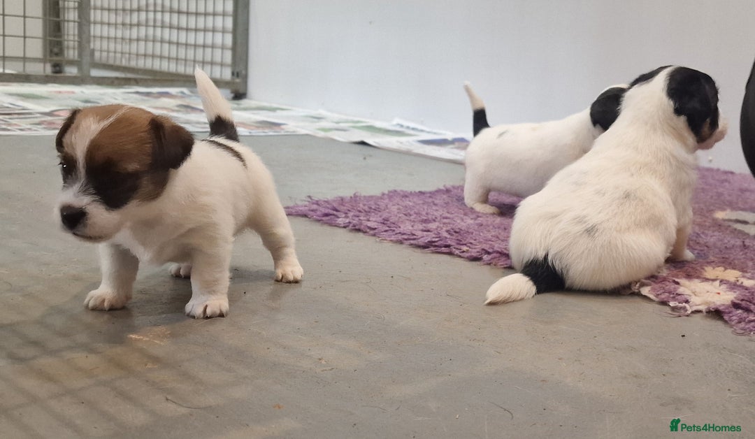 Jack Russell dogs for sale: KC Reg Jack Russell Pups,Parents DNA health tested - Image 13