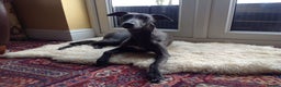 Whippet dogs for stud: BLUE PEDIGREE KC REGISTERED WHIPPET AT STUD in Salisbury - Advert 20
