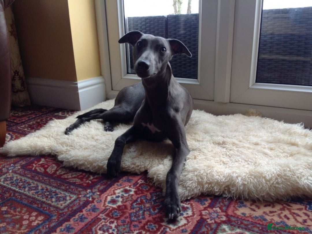 Whippet dogs for stud: BLUE PEDIGREE KC REGISTERED WHIPPET AT STUD in Salisbury - Image 20