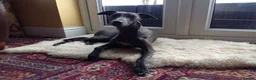 Whippet dogs for stud: BLUE PEDIGREE KC REGISTERED WHIPPET AT STUD in Salisbury - Advert 21