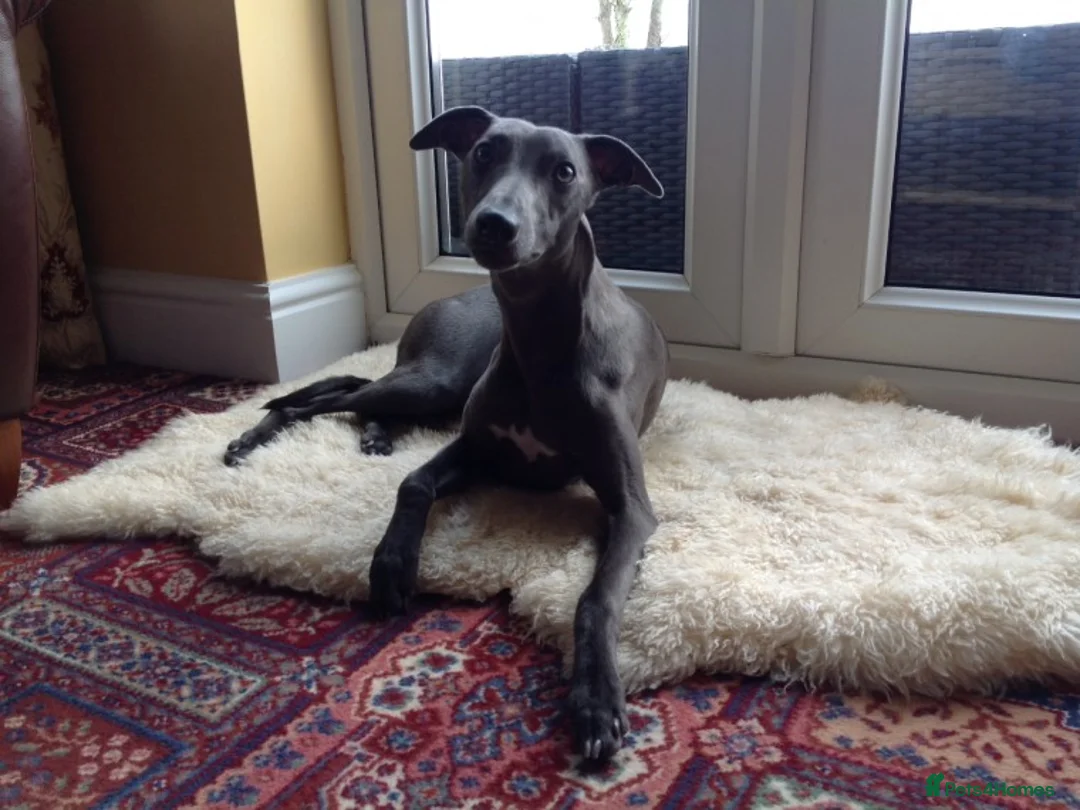 Whippet dogs for stud: BLUE PEDIGREE KC REGISTERED WHIPPET AT STUD in Salisbury - Advert 21