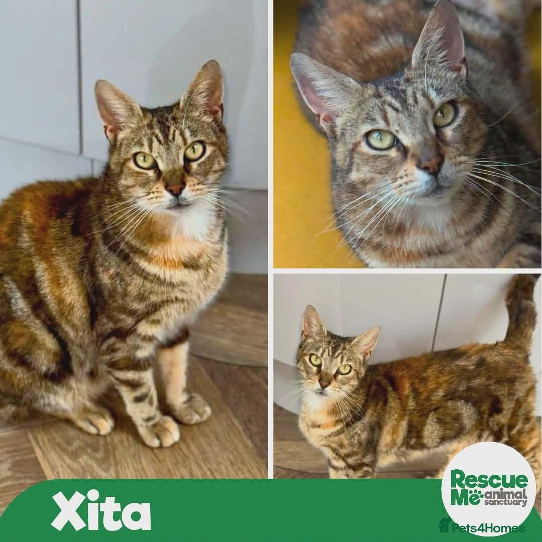 Mixed Breed cats Xita - lovely mummy cat - Advert 1