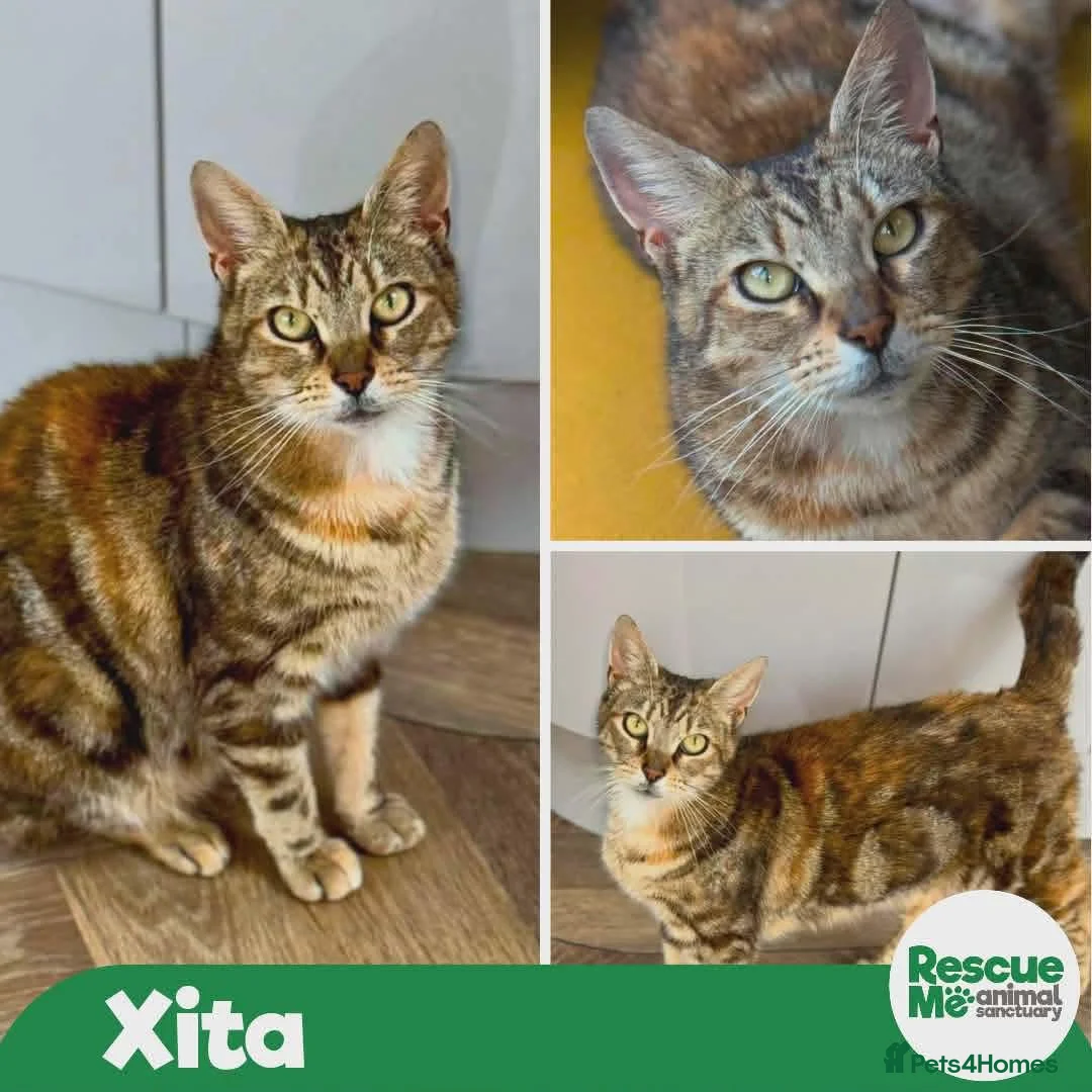 Mixed Breed cats for adoption: Xita - lovely mummy cat in Liverpool - Advert 1
