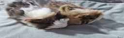 Guinea Pig rodents for sale: Abyssinian brothers - Advert 4
