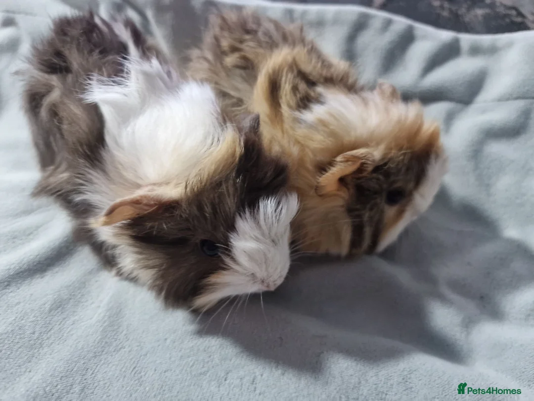 Guinea Pig rodents for sale: Abyssinian brothers - Advert 4