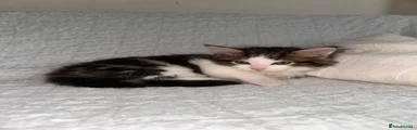 Maine Coon Kitten 4