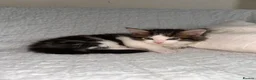 Maine Coon cats for sale: GORGEOUS MAINE COON KITTENS - Advert 13