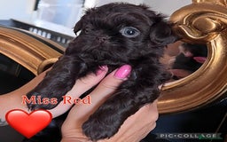 Shih Tzu dogs for sale: Stunning KC chocolate imperial Shihtzu puppies - Image 34