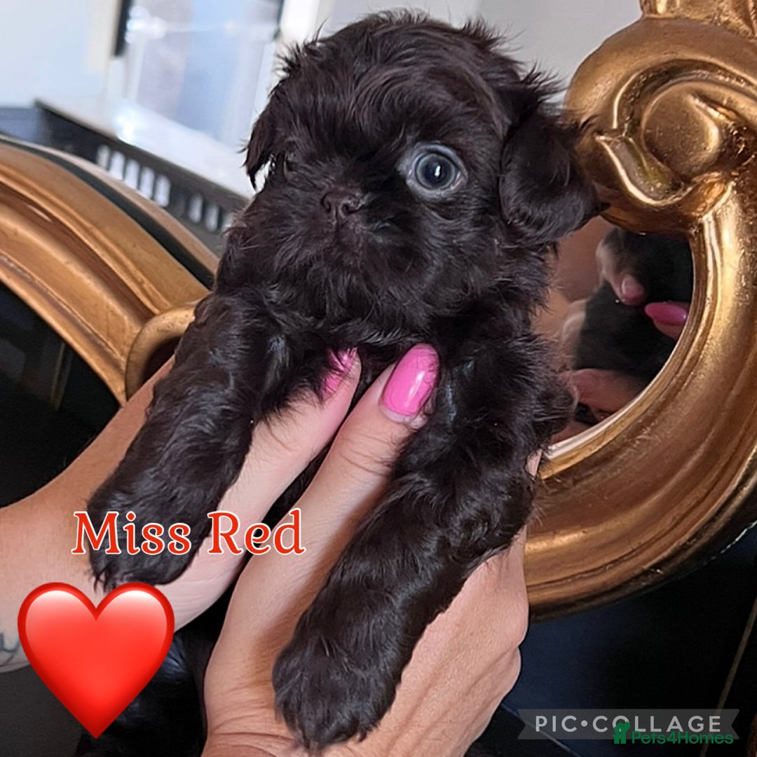 Shih Tzu dogs for sale: Stunning KC chocolate imperial Shihtzu puppies - Image 34