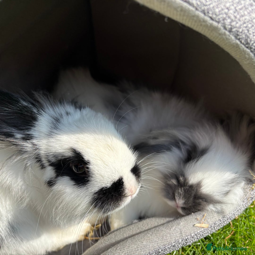 English Lop rabbits for sale: Two mini lop rabbits  - Image 2