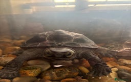 Turtle reptiles for sale: Black marsh turtle aged 5 - Advert 1