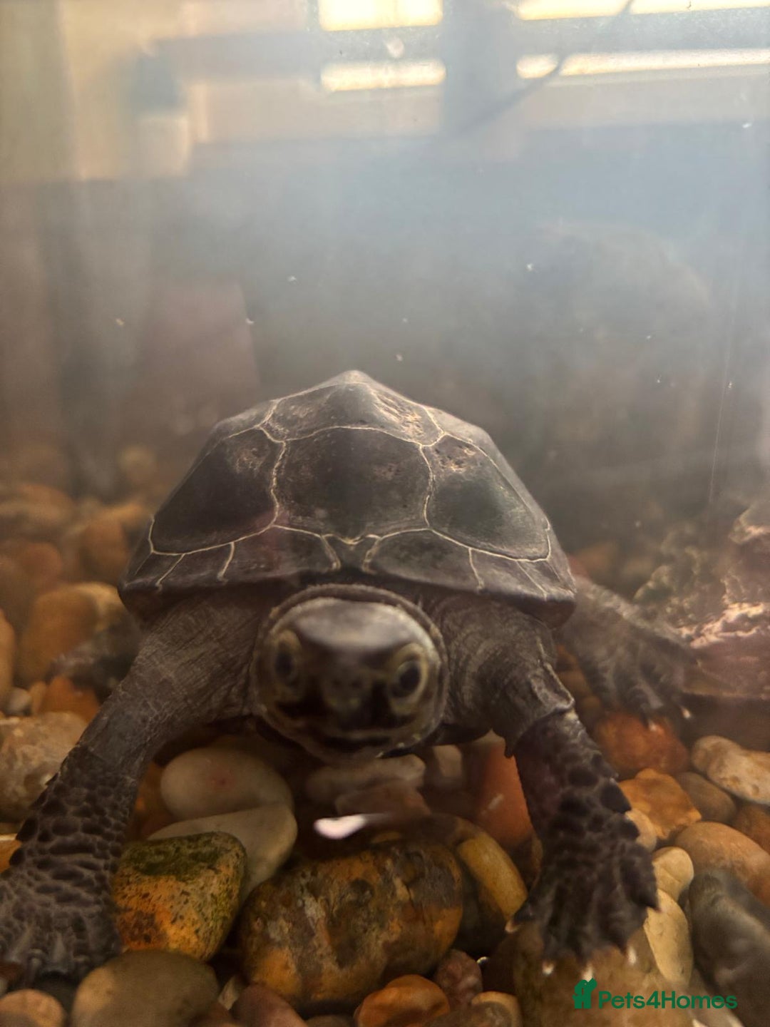 Turtle reptiles for sale: Black marsh turtle aged 5 - Advert 1