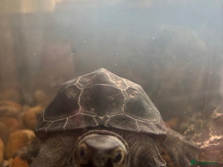 Turtle reptiles for sale: Black marsh turtle aged 5 - Advert 1